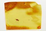 Detailed Fossil Aphid (Megapodaphis?) Nymph in Baltic Amber #273270-1